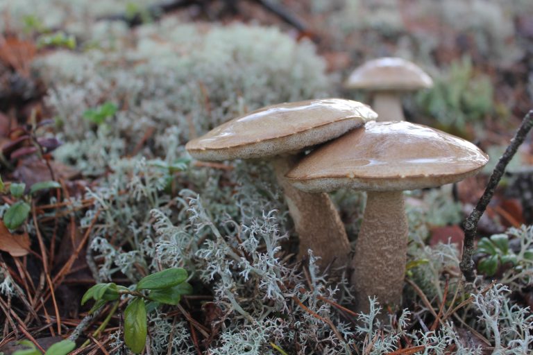 The Good People: What the Fairy Tradition Actually Is (And Why It Still Matters)